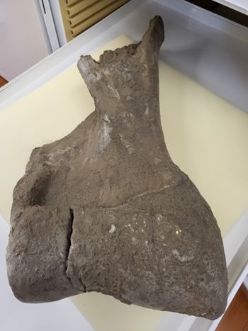 Media type: image;   Vertebrate Paleontology VPM-11175 Description: Photograph of the oblique view of the humerus of MCZ VPM-11175 Elephas sp,aspect;